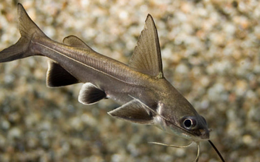 Minihai – Ariopsis seemanni
