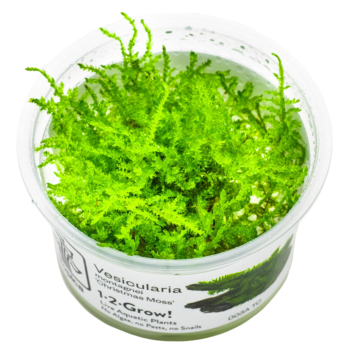Vesicularia montagnei 'Christmas Moss'