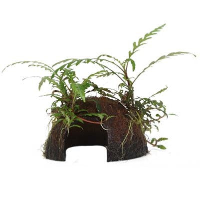 Hygrophila pinnatifida auf Kokosnussschale