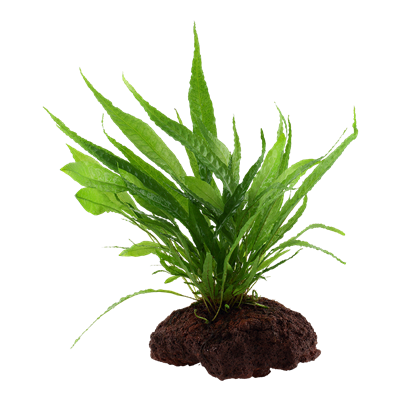 Microsorum pteropus auf Lavastein