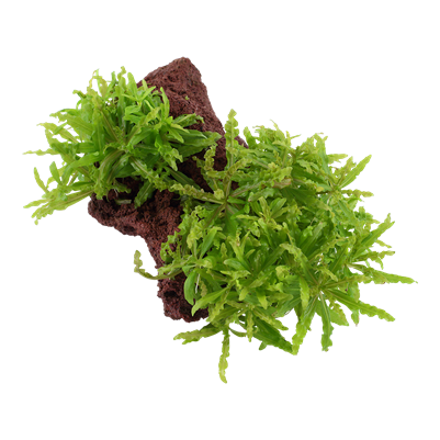 Pogostemon helferi auf Lavastein