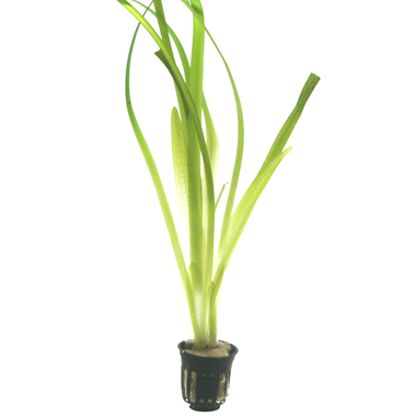 Vallisneria australis (gigantea) - (XL Topf)