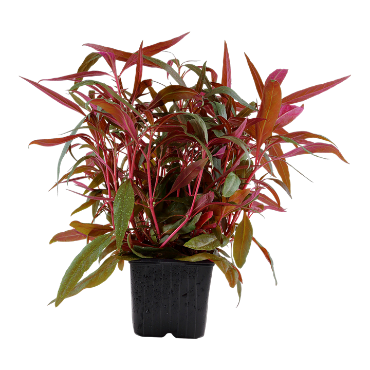 Alternanthera reineckii rosaefolia, rosa Papageienblatt (XL Topf)