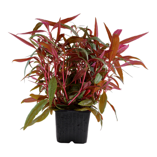 Alternanthera reineckii rosaefolia, rosa Papageienblatt (XL Topf)