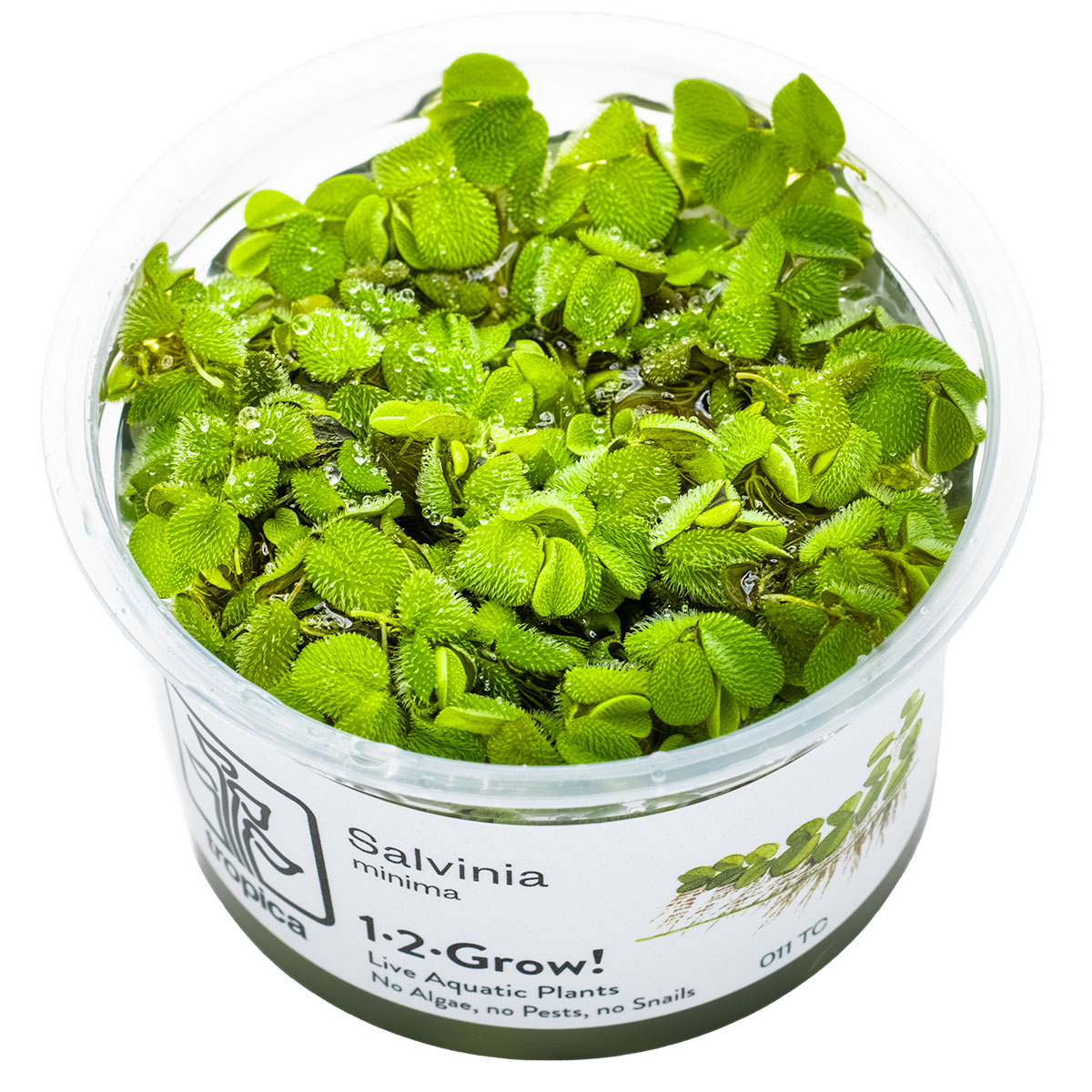 Salvinia minima