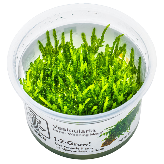 Vesicularia ferriei 'Weeping Moss'