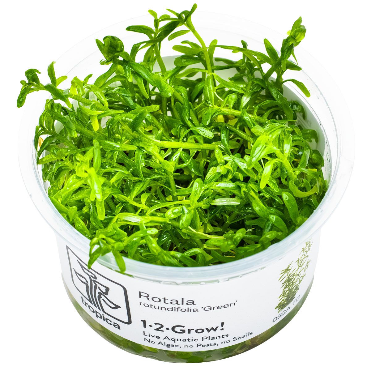 Rotala rotundifolia 'Green'