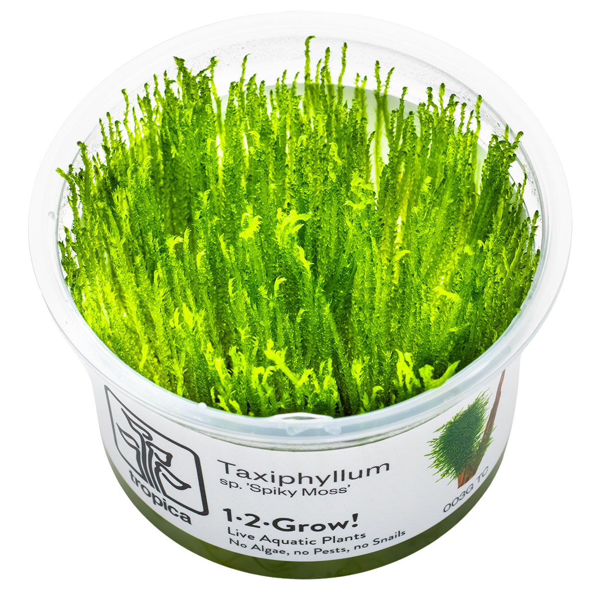 Taxiphyllum sp. 'Spiky Moss'