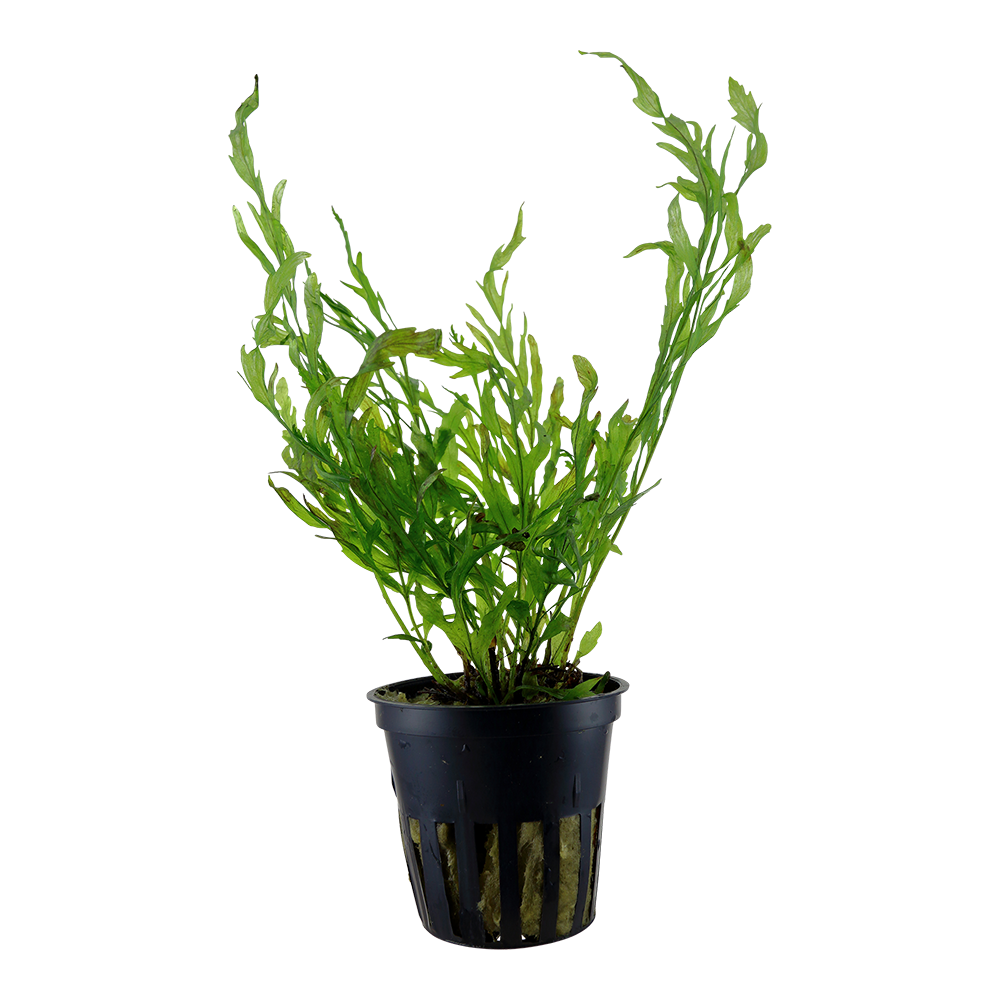 Bolbitis heudelotii (XL Topf)