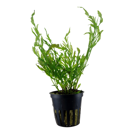 Bolbitis heudelotii (XL Topf)