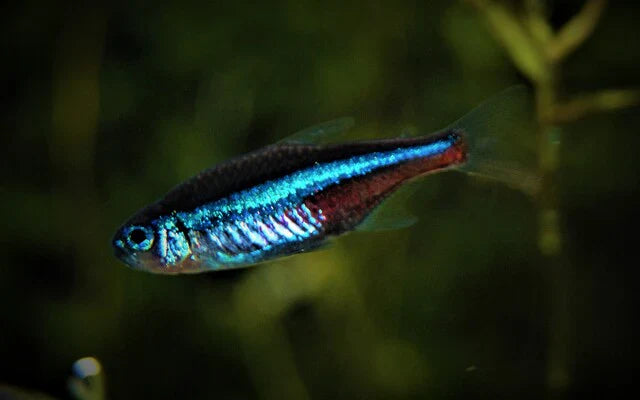 Blauer Neon (Paracheirodon simulans)– Sparset 10 Stück