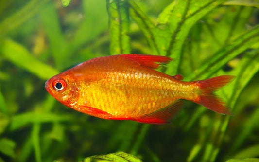 Roter Muzel Salmler – Hyphessobrycon sp. Red Cherry | Seltener Zierfisch 1,5-2cm