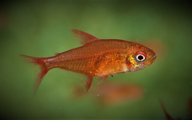 Roter Muzel Salmler – Hyphessobrycon sp. Red Cherry | Seltener Zierfisch 1,5-2cm