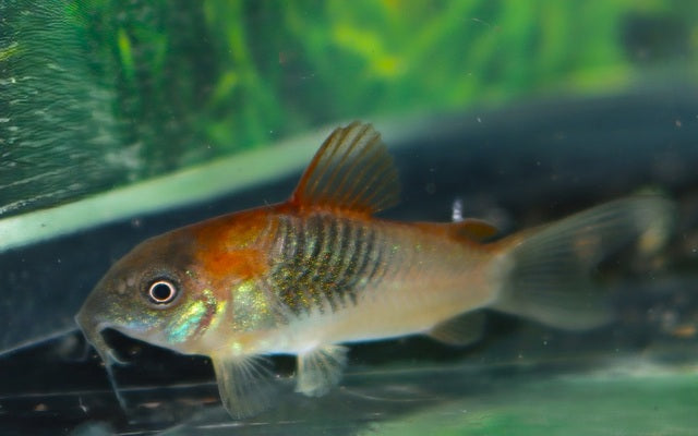 Panzerwels Orange Venezuela – Corydoras venezuelanus