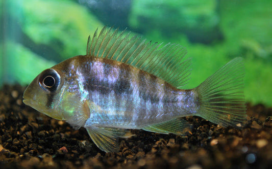 Ballonkopf-Erdfresser – Gymnogeophagus balzanii