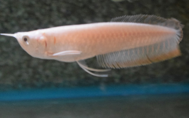 ALBINO Silber Arowana (Osteoglossum bicirrhosum)
