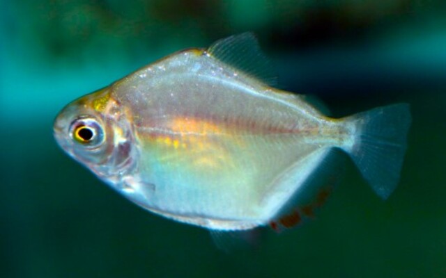 Silberdollar Metynnis argenteus – Metynnis argenteus