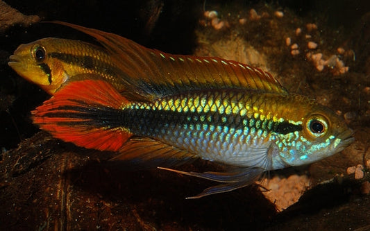 Agassiz Zwergbuntbarsch Double Red – Apistogramma agassizii ‘Double Red’ | Farbenprächtiger, friedlicher Südamerika-Cichlide