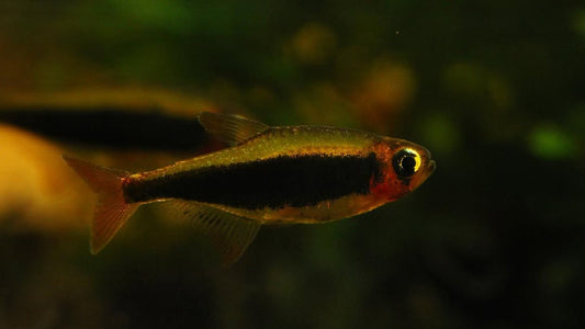 Tucano-Salmler Wildfang – Tucanoichthys tucano M 1–1,5 cm | Seltener Zwergsalmler