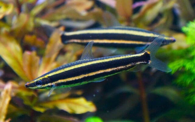 Goldstreifen Kopfsteher Wildfang – Anostomus ternetzi