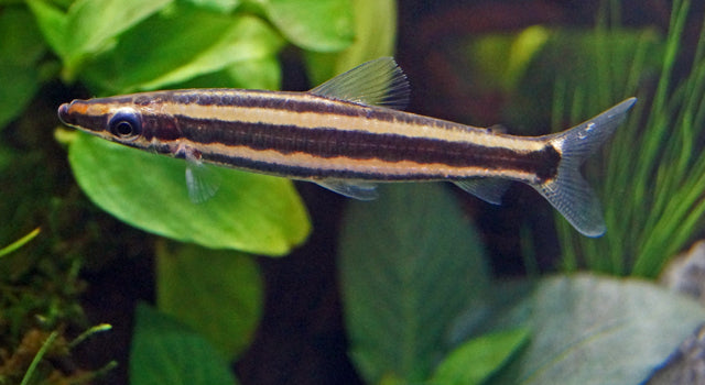 Goldstreifen Kopfsteher Wildfang – Anostomus ternetzi