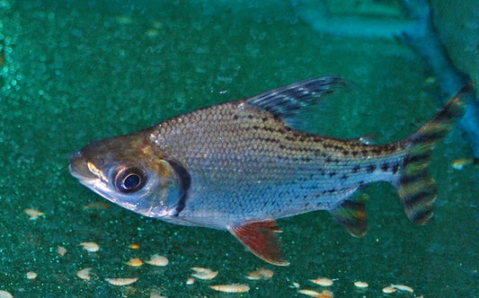 Schwanzstreifen-Salmler – Semaprochilodus taeniurus
