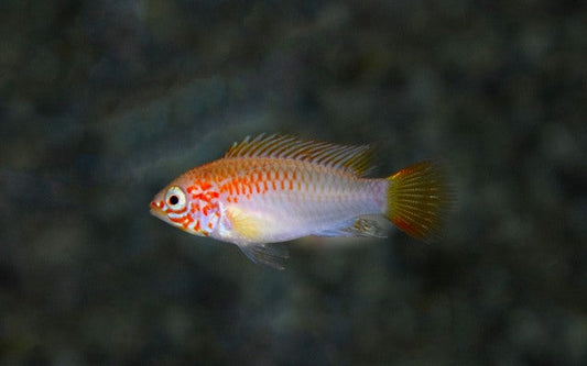 Schwarzkehl Zwergbuntbarsch Gold – Apistogramma viejita ‘Gold’ | Friedlicher, farbintensiver Südamerika-Zwergbuntbarsch
