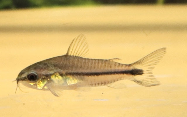 Zwergpanzerwels – Corydoras pygmaeus