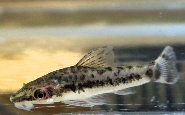 Längsstreifen-Ohrgitterharnischwels (Otocinclus vittatus)