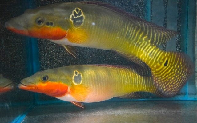 Hechtbuntbarsch Zebrina Wildfang – Crenicichla zebrina