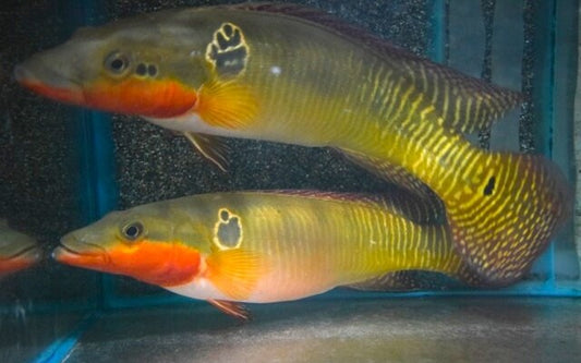 Hechtbuntbarsch Zebrina Wildfang – Crenicichla zebrina