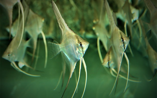 Skalar Manacapuru Wildfang – Pterophyllum scalare
