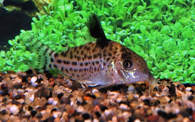 Gepunkteter Panzerwels – Corydoras ambiacus