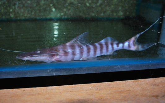 Zebraspatelwels - Brachyplatystoma tigrinum