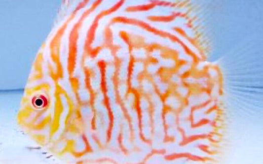 Diskus White Tiger – Symphysodon aequifasciatus
