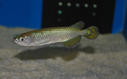 Australischer Arowana (Scleropages jardini) L