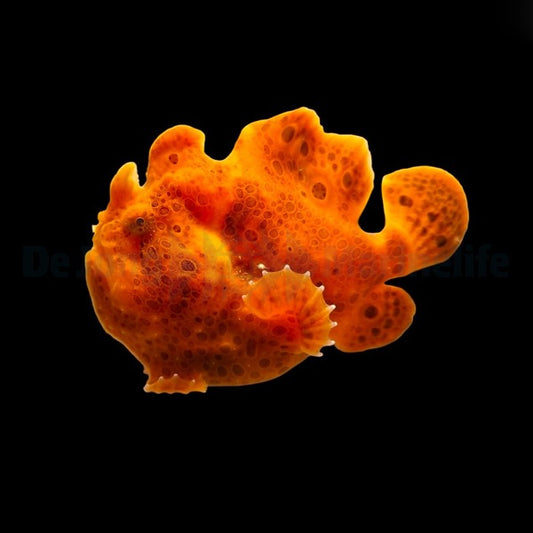 Orangefarbener Anglerfisch (Antennarius spp. Orange)