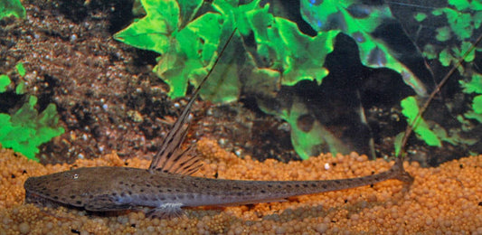 Rundkopf-Flunderharnischwels – Planiloricaria cryptodon