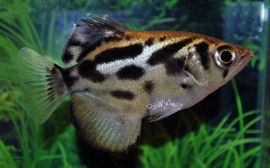 Blyths Schützenfisch (Toxotes blythii)