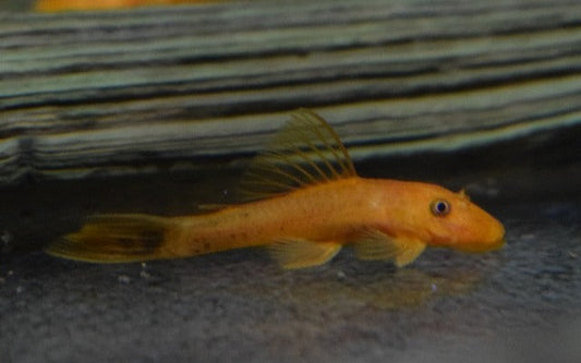 Ancistrus Rot – Ancistrus cf. cirrhosus „Red“ | Farbintensiver Algenfresser & friedlicher Wels