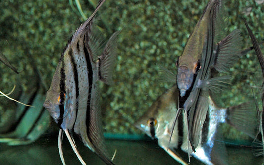 Skalar Peru Red Spotted – Pterophyllum scalare | Exklusiver Wildfang mit roter Punktzeichnung