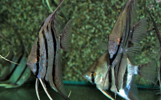 Skalar Peru Red Spotted Wildfang – Pterophyllum scalare
