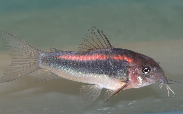 Panzerwels Red Stripe – Corydoras CW023