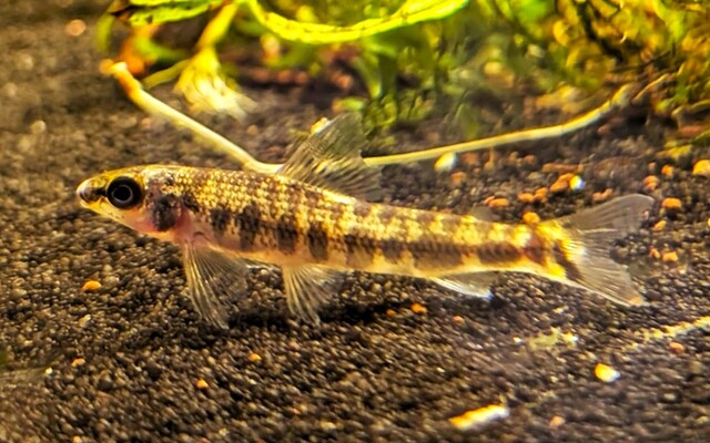 Afrikanischer Bodensalmler Wildfang – Nannocharax macropterus