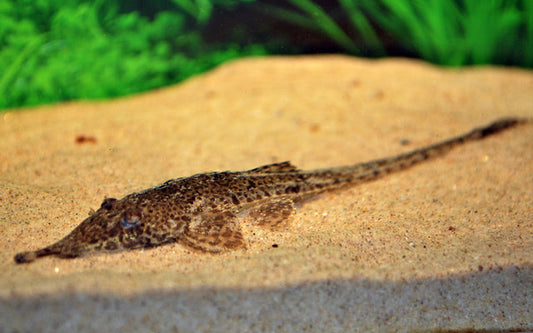 Nasenharnischwels – Hemiodontichthys acipenserinus