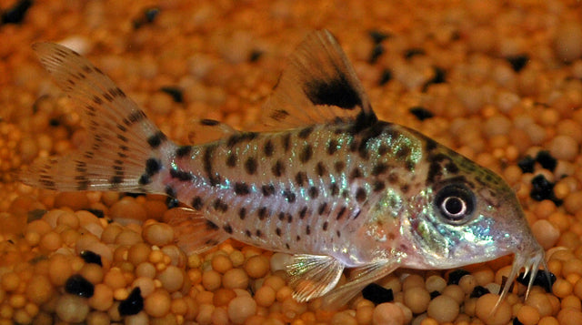 Schwarzflossen-Panzerwels – Corydoras leucomelas