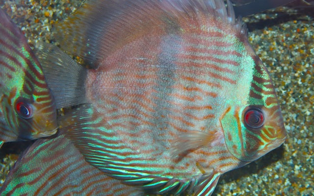 Diskus Rio Javari Wildfang – Symphysodon discus