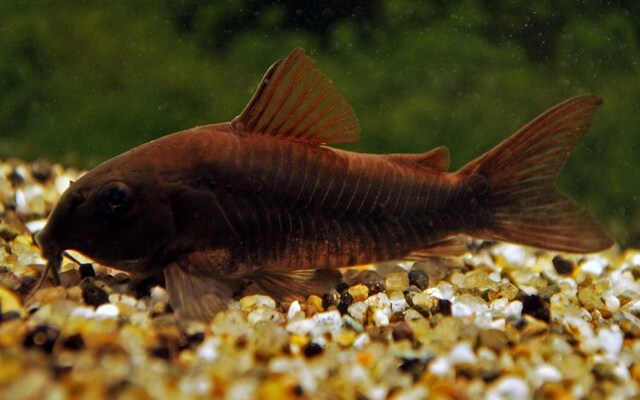 Panzerwels Black Venezuela – Corydoras aeneus Black