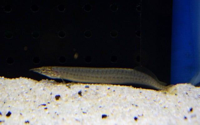Indischer Zwergstachelaal  (Macrognathus pancalus)