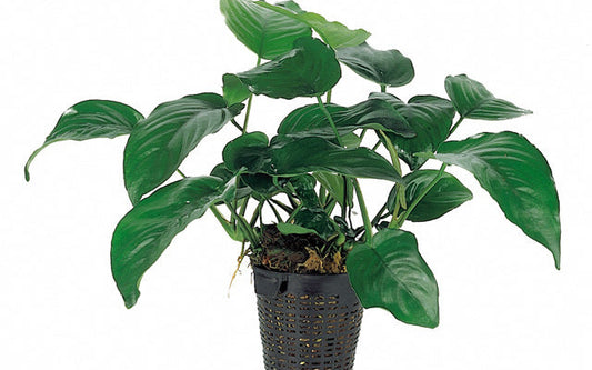 Anubias barteri var barteri - XL
